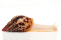 Lissachatina albopicta x fulica juvenil